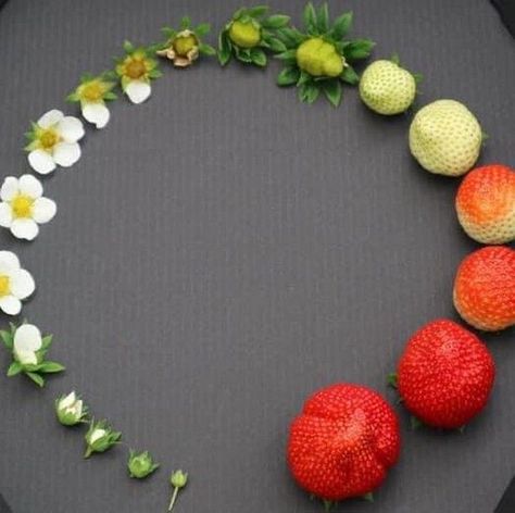 Ben Moore on Instagram: "The Circle Of Growth (Not sure on who artist is but it’s awesome)!" Life Cycle Of Fruit, Lifecycle Of A Strawberry, Life Cycle Of A Strawberry, Strawberry Life Cycle, Strawberry Hedgehog, Flower Life Cycle, Growth And Decay, Fairycore Aesthetic, Garden Vines