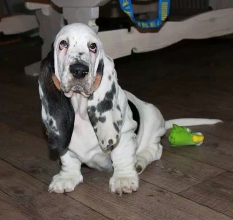 White Bassett Hound, Basset Puppies, Hound Dogs, Basset Hound Puppy, Hound Puppies, Basset Hound Dog, Bassett Hound, Basset Hounds, Best Toys