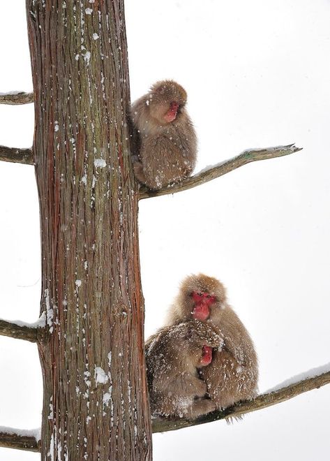 Macaque Monkey, Japanese Macaque, Monkeys, Old World, Character Design, Animals, Design