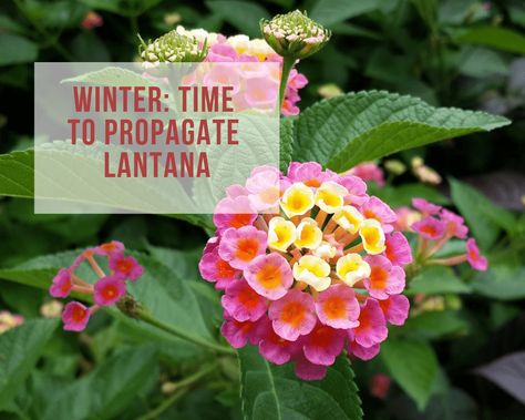 Saving Lantana Seeds, How To Propagate Lantana From Cuttings, How To Propagate Lantana, Lantana Propagation, Propagating Lantana, Propagate Lantana, Lantana Plant, Flea Remedies, Planter Project