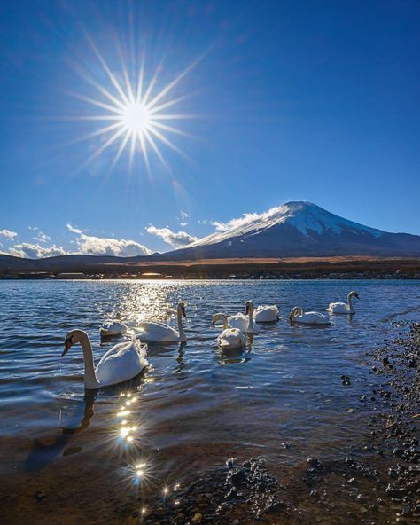 Chris Mason, Japanese Symbol, Yamanashi, White Swan, Japan Photo, Mount Fuji, Swan Lake, Swans, Water Park