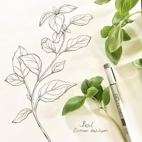 Katy Hackney (@hackneyandcodesign) • Instagram photos and videos Herbs Illustration, Herb Prints, Basil Plant, Plant Tattoo, Tattoo Graphic, Plant Ideas, Line Work, Co Design, Food Drawing