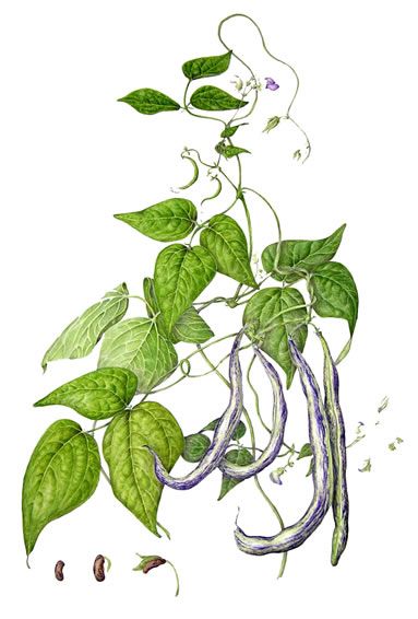 botanical sketch string bean Farm Mural, Botanical Artists, Herbs Illustration, Herb Art, Bean Plant, String Bean, Plant Tattoo, Artist Journal, Plant Drawing