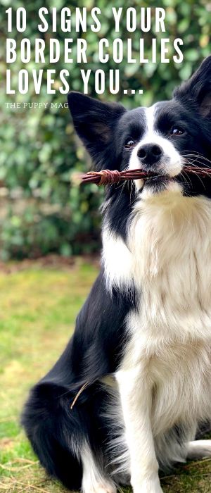 Short Hair Border Collie, Border Collie Puppy Training, Short Haired Border Collie, Border Collie Facts, Signs Of Affection, Border Collie Pups, Border Collie Humor, Border Collie Colors, Border Collie Training