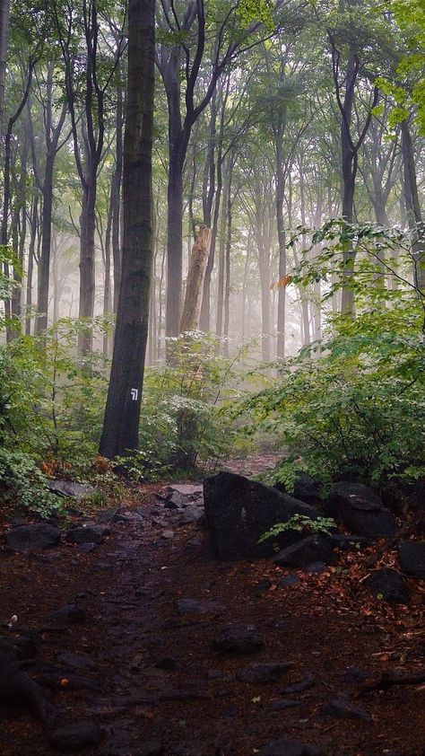 Raining In Forest, Beautiful Forest Photography, Raining Forest, Walking Through Forest, Rain In The Forest, Walking In A Forest, Walking In Forest, Beautiful Nature Videos, Forest Video