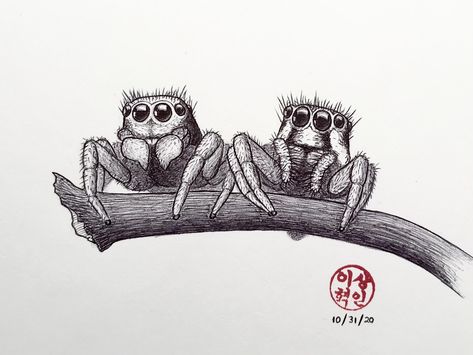 Jumping Spider Drawing, Spider Drawing Sketches, Spider Couple, Cute Jumping Spider, Tattoo Crane, Kawaii Spider, Lucas The Spider, Spider Cartoon, Spider Illustration