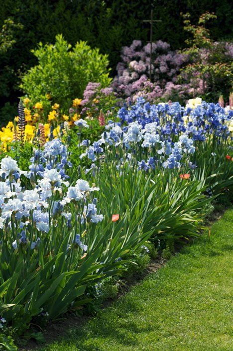 Iris Flowers Garden, Growing Irises, Spring Garden Flowers, Flower Garden Design, Iris Garden, Garden Shrubs, Low Maintenance Garden, Flower Landscape, Bearded Iris