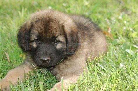 7 Special Tips on Raising Leonberger Puppies Leonberger Dog Puppy, Leonberger Puppy, Leonberger Dog, Most Expensive Dog, Breeds Of Dogs, Long Haired Dogs, Giant Breeds, Puppy Supplies, Puppy Photos