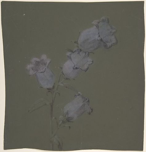 Antoine Berjon | Spray of Canterbury Bells by Antoine Berjon (French, Lyon 1754–1843 Lyon) Bells Tattoo, Canterbury Bells, A3 Poster, Chalk Drawings, Classic Image, White Chalk, White Lilies, Watercolor Drawing, Historical Maps