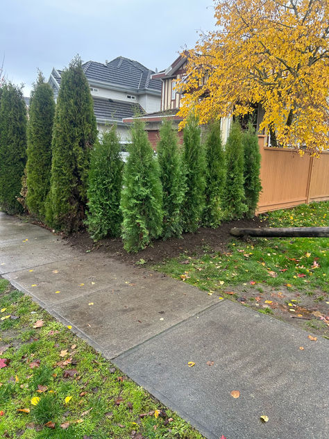 Add contrast to your Garden by mixing the Cedar Species... It may be hard to find a replacement tree for an existing hedge in the size you need, but a lot of people are finding mixing different species of cedars brings contrast and interest to their yards. (Newly planted Brandon Cedars alongside existing Emerald cedars. -While they are still smaller than the original Emeralds, the Brandons grow faster and will catch up quickly.) For more information, call Fraser Valley Cedars - 604-217-2886. Fraser Valley, Different Species, Lots Of People, Hedges, Hard To Find, More Information, Emerald, Yard, The Original