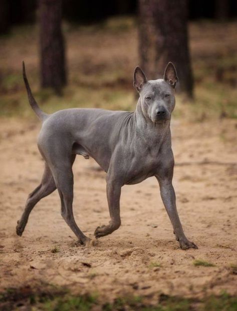 Dog Reference, Personal Protection Dog, Thai Ridgeback, Ridgeback Dog, Athletic Dogs, Ancient Animals, Sporting Dogs, Standard Poodle, 7th Grade