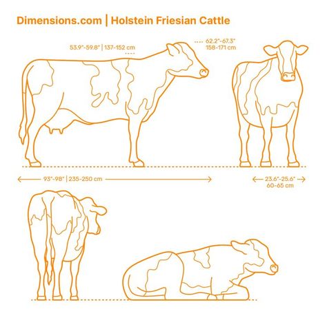 The Holstein breed of cattle, also known as Holstein or Friesians, are a broader breed of cattle traditionally raised as one of the world's main dairy-producing livestock. Among many other nations, they have been recognized due to their success in generating large volumes of milk. Downloads online #bovines #ungulates #mammals #animals Dairy Cow Art, Mammals Animals, Cow Drawing, Baby Superhero, Wood Carving For Beginners, Dairy Cow, Watercolor Flowers Tutorial, Farm Logo, Perspective Art