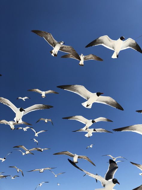 flying birds in the sky photo – Free Bird Image on Unsplash Birds Flying In The Sky, Birds Images, Birds Pictures, Calming Pictures, Flying In The Sky, Biker Photography, Earth View, Birds In The Sky, Nature Hd