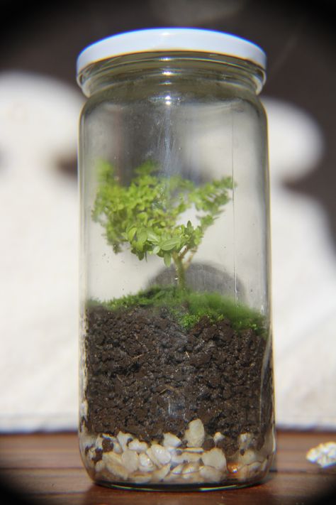 #plants #jar #moss #environment Terrarium, Plants, Home Decor, Home Décor