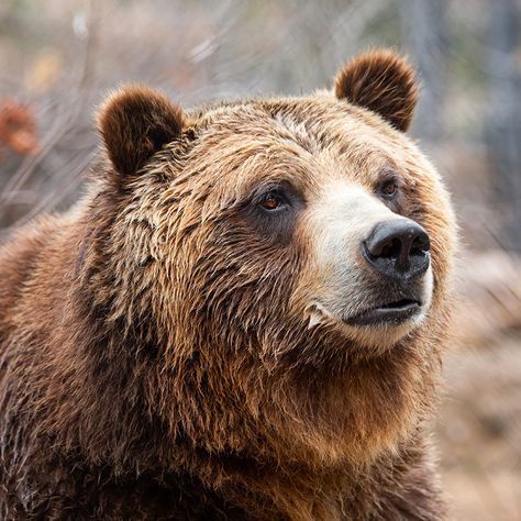 Bear Close Up, Bear Profile, Grizzly Bear Photography, Bear Reference, Grizzly Bear Tattoos, Photo Ours, Bear Photography, Bear Photo, Bear Painting