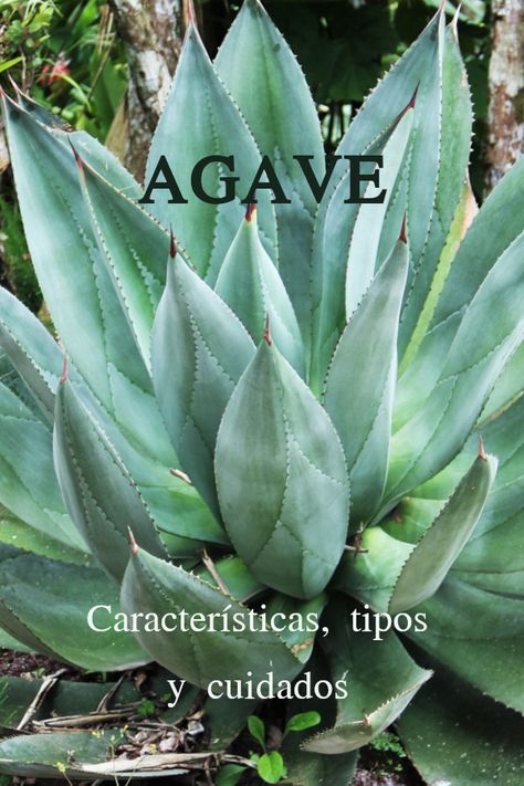 Agave Attenuata, Agave Azul, Agaves, Cactus, Plants, Nature