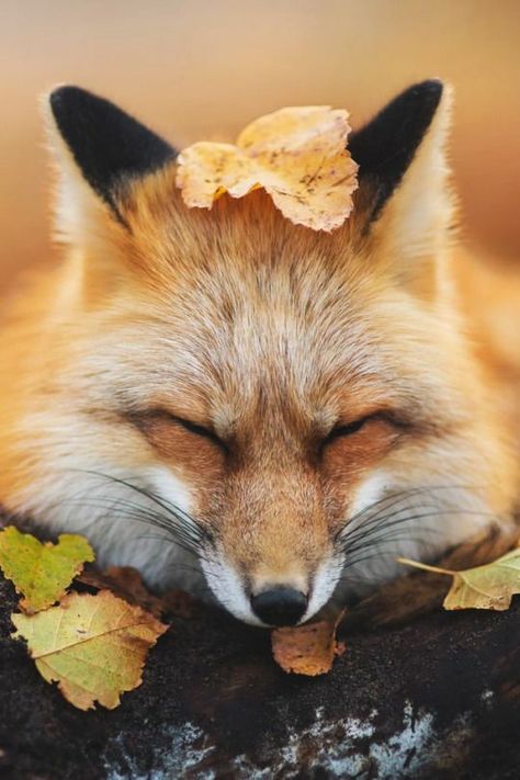 What its like to be a fox in Fall Fox Pictures, Pet Fox, Cute Fox, Animal Friends, Red Fox, Animal Photo, 귀여운 동물, Cute Funny Animals, Animals Friends