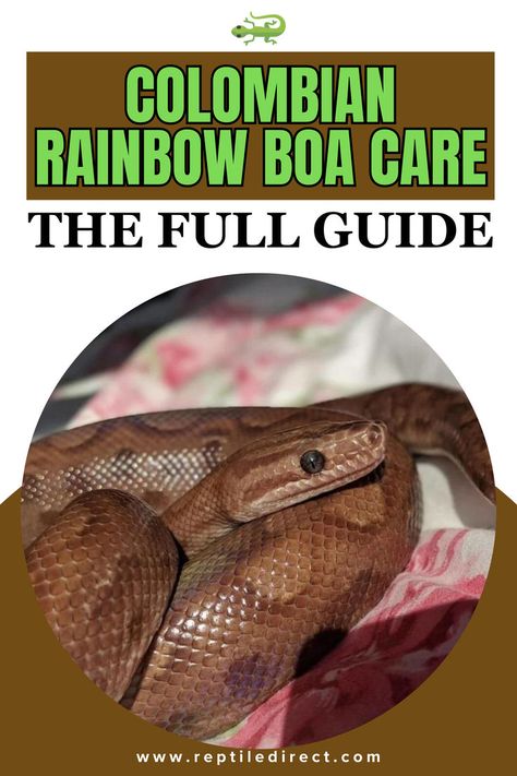 A detailed care guide image for Colombian Rainbow Boas, featuring a close-up of a brown, shiny-scaled boa coiled on a patterned surface. The title reads 'Colombian Rainbow Boa Care Pet Snakes, Pet Snake, Happy Healthy, Snakes, Reptiles, Rainbow, Pet