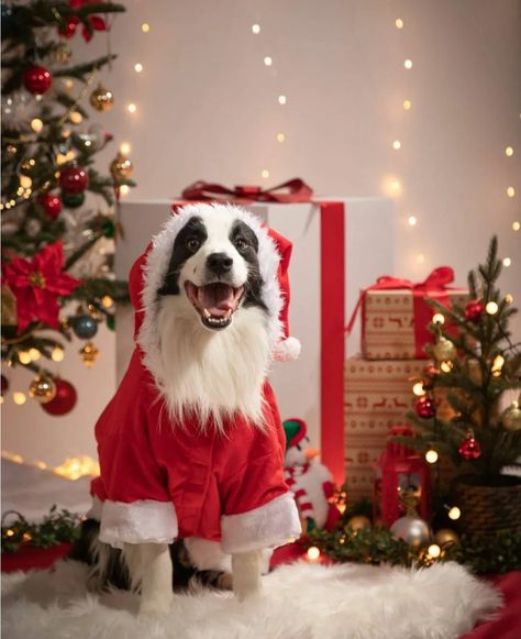 Dog Christmas Photoshoot, Dog Christmas Photos, Dog Profile, Dog Christmas Pictures, Christmas Dog Treats, Christmas Booth, Christmas Pets, Animal Photoshoot, Dog Hotel