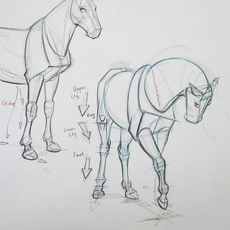 Kleinberger Thomas on Instagram: “Horse structure studies. In these drawings the body is simplified into basic forms. This exercise is helpful to learn drawing from…” Horse Drawing Tutorial, Horse Art Drawing, Horse Sketch, Horse Anatomy, Animal Illustration Art, Animals Care, Horse Illustration, Learn Drawing, Horse Drawing