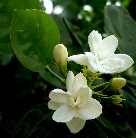 Sampaguita in Islamabad Mogra Flower Painting, Sampaguita Painting, Sampaguita Plant, Sampaguita Philippines, Philippine Flowers, Sampaguita Flower, Philippines Tattoo, Arabian Jasmine, Jasminum Sambac