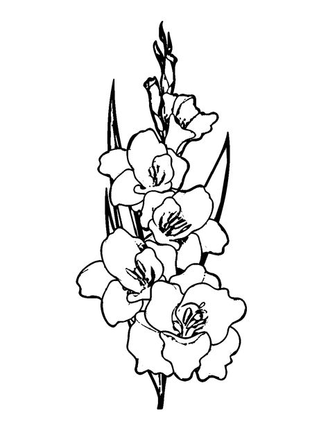 Gladiolus - Lol Coloring Pages Gladiolus Drawing, Gladiolus Flower Sketch, Gladiolus Flower Drawing, Gladiolus Flower Outline, Gladiolus Sketch, Gladiolas Tattoo, Gladiolus Flower Line Art, Gladiolus Illustration, Gladioli