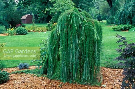 Weeping Evergreen Trees, Yaupon Holly, Drought Tolerant Trees, Weeping Trees, Conifers Garden, Larch Tree, Coastal Landscaping, Wild Flower Meadow, Front Landscaping