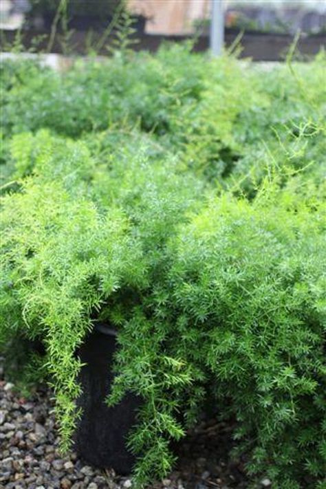 Asparagus densiflorus 'Sprengeri' Asparagus Densiflorus, Full Shade Plants, Heat Tolerant Plants, Mountain Nursery, Backyard Plants, Asparagus Fern, Plant Catalogs, Plant List, Shade Plants