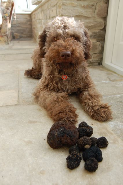 Julie Nelson, Italian Water, Hypoallergenic Dog Breed, Lagotto Romagnolo, Everyday Happy, Hypoallergenic Dogs, Super Cute Animals, Water Dog, Family Dogs