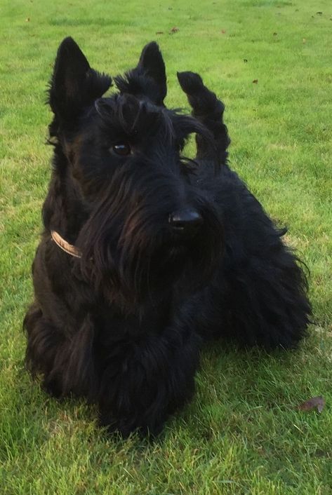 Scotties Dog, Scottie Puppies, Scottish Terrier Puppy, Pet Funny, Scottie Terrier, Allen Ginsberg, Scotty Dog, Scottie Dogs, Scottish Terriers