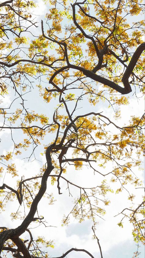 Spring yellow trees Yellow Tree Wallpaper, Spring Trees, Trees Wallpaper, Spring Yellow, Yellow Tree, Spring Tree, Tree Wallpaper, Trees, Wallpapers