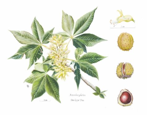 Rocky Mountain Society of Botanical Artists Dorothy DePaulo Aesculus glabra- Buckeye Tree, Colored pencil on drafting film, 11"x16" Buckeye Tree Tattoo, Tree Botanical Illustration, Sequoia Tree Illustration, Buckeye Leaf, Adult Tree House, Buckeye Tree, Tree Branch Art, Historical Botanical Illustration, Wormwood Botanical Illustration