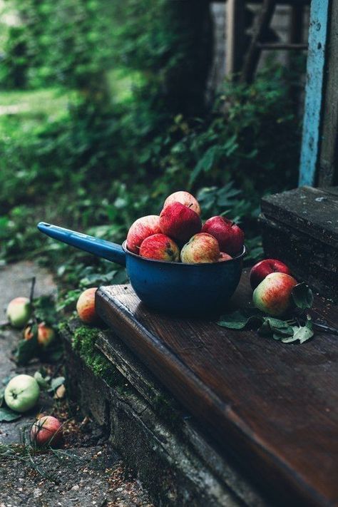 Apples Aesthetic, Boats Photography, Outdoor Styling, Trees Photography, Photography Autumn, Apple Farm, Tree Photography, Apple Orchard, Autumn Garden