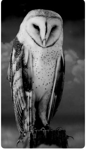 Awesome Owls, Owl Photography, Owl Artwork, Owl Photos, Owl Pictures, Beautiful Owl, Owl Tattoo, Pretty Animals, Owl Bird