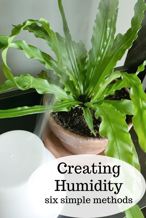 Inside Gardening, Tropical Locations, Houseplant Tips, Open Terrariums, Houseplant Care, Garden Container, Plant Care Houseplant, Inside Plants, Indoor Plant Care