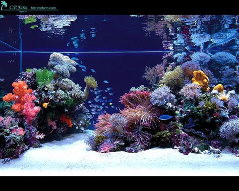 AQUSCAPING TIPS/ IDEAS | Saltwaterfish Forum Modern Fish Tank, Reef Aquascaping, Reef Tank Aquascaping, Marine Fish Tanks, Saltwater Aquarium Fish, Saltwater Fish Tanks, Marine Tank, Salt Water Fish, Home Aquarium