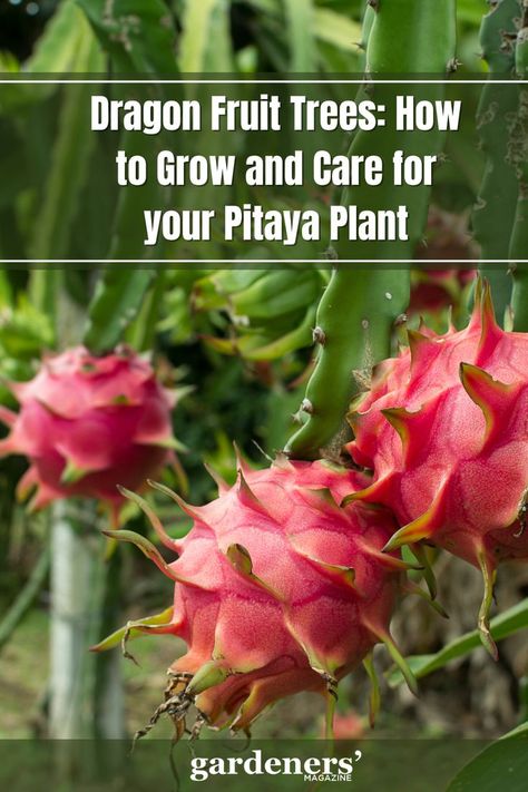 Dragon Fruit Trees How to Grow and Care for your Pitaya Plant How To Take Care Of Dragon Fruit Plant, Dragon Fruit Plant Care, How To Grow A Dragon Fruit Plant, Dragonfruit Plant How To Grow, Dragonfruit Tree, Dragon Fruit Garden, Growing Dragon Fruit, How To Grow Dragon Fruit, Dragon Fruit Tree