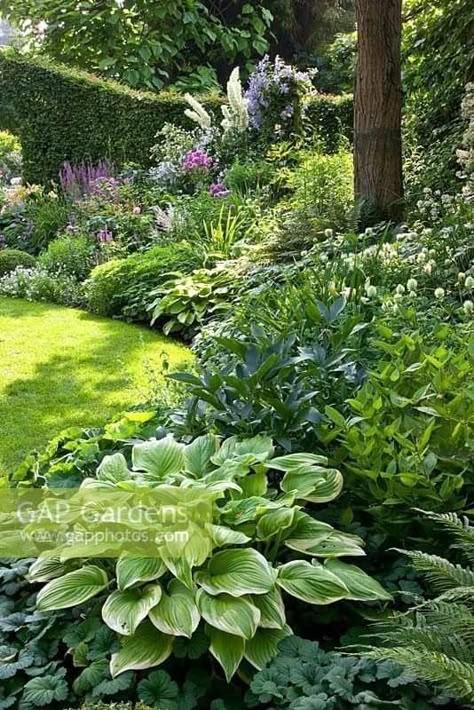 Gardens With Borders, Mixed Garden Border, Mixed Border Planting, Boarder Planting Plan, Shady Garden Border, Garden Design Borders, Plant Borders Ideas, Mixed Border Design, Alocasia Plant Outdoor