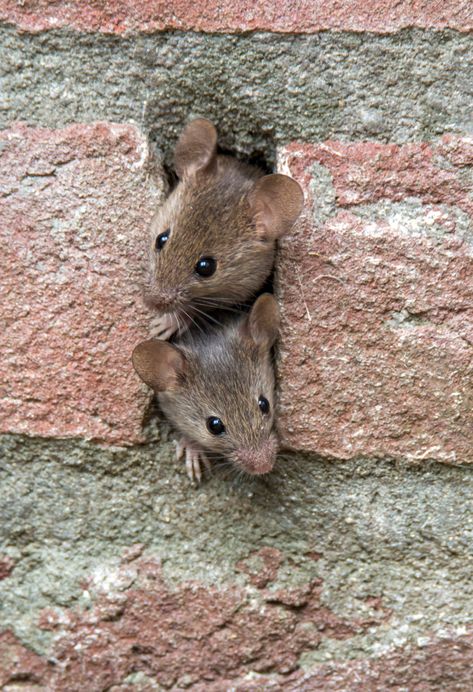 5 Ways To Get Rid Of Mice In Your House (& 8 Ways That Don't Work) Mice In Basement, Getting Rid Of Mice In House, How To Mouse Proof Your House, Get Rid Of Mice In House, How To Get Rid Of Mice In The House Fast, Get Rid Of Mice In House Fast, How To Get Rid Of Mice, How To Get Rid Of Mice In The House, Mice Repellent How To Get Rid