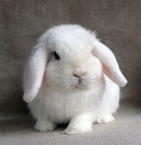 White Bunny Aesthetic, Bunnies White, Cute White Rabbit, Mini Lop Bunnies, Lop Eared Bunny, Bunny White, White Bunnies, Mini Lop, Cute Bunny Pictures