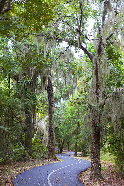 This is one of Darcy & Maggie's favorite trails! <3 <3 Gulf Oak Ridge Trail. Gulf State Park. Orange Beach. Alabama. Moss Hanging, Alabama Vacation, Gulf Shores Vacation, Orange Beach Al, Orange Beach Alabama, Gulf Shores Alabama, Bike Trail, Bike Rides, Bike Riding