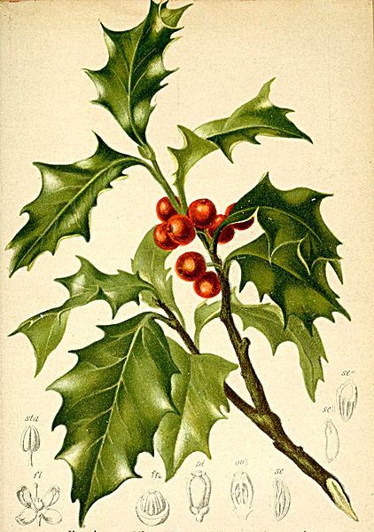 holly botanical illustration @wikimediacommons #illustration #botanical #print Illustration Botanique Vintage, Holly Plant, Natural Things, Illustration Botanique, Healing Plants, Herbal Healing, Holly Leaves, Wild Plants, Healing Herbs