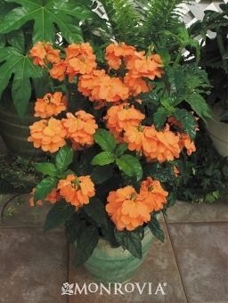 Orange Marmalade Firecracker Plant -  Long lasting blooms on a plant that thrives with heat and humidity. Large clusters of frilly bright orange flowers shine against glossy green foliage. Outstanding disease and insect resistance means great garden performance. Beautiful in beds, borders or containers.  Light Needs: Partial shade to partial sun Watering: Needs regular watering-weekly or more often in extreme heat Size: 18 to 24 in. tall and wide. Key Feature: Tropical Blooms: Summer to fall Orange Plants, Prairie Garden, Porch Planters, Backyard Plants, Plant Catalogs, Plant Book, Orange Marmalade, Plants Indoor, Flower Care