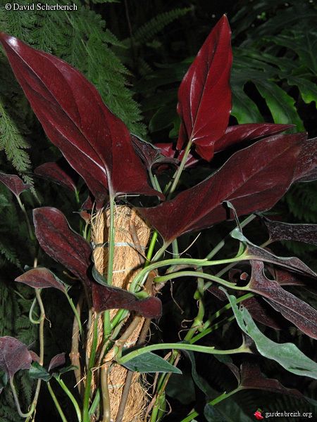 Syngonium erythrophyllum Syngonium Erythrophyllum, Arrowhead Plant, Plant Wishlist, Tropical House Plants, Gothic Garden, Purple Plants, Leafy Plants, Vascular Plant, Indoor Gardens