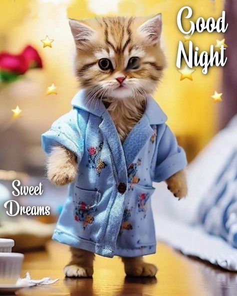 Kitty In Robe - Good Night Pictures, Photos, and Images for Facebook, Tumblr, Pinterest, and Twitter Funny Good Night Pictures, Cat Lockscreen, Funny Good Night Images, Caine Husky, Good Night Pictures, Cute Cat Quotes, Good Night Cat, Good Night Funny, Rooster Art