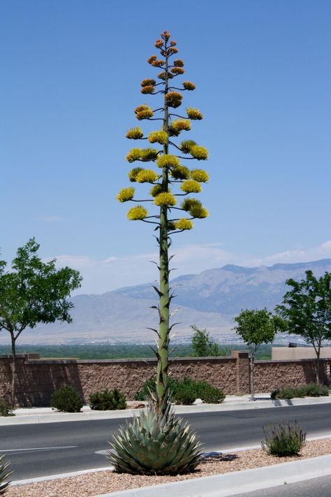 Agave Flower, Blue Agave Plant, Agave Americana, Agave Plants, Century Plant, Tall Flowers, Agave Plant, Desert Garden, Agaves