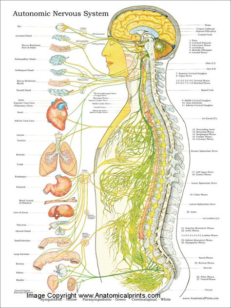 <p>The vagus nerve is an important part of the parasympathetic nervous system, also knows as the “rest-and-digest” system. The word vagus means “wanderer,” because it branches out and wanders all over the body connecting to the brain, the intestines and…</p> Nervous System Poster, Chronic Fatigue Remedies, Human Nervous System, Chronic Fatigue Symptoms, Spinal Nerve, Human Body Anatomy, Muscle Anatomy, Autonomic Nervous System, Human Anatomy And Physiology