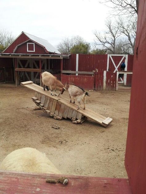 Goat seesaw Goat Playground, Goat Toys, Goat Shelter, Goat Pen, Goat House, Goat Care, Goat Barn, Boer Goats, Raising Goats