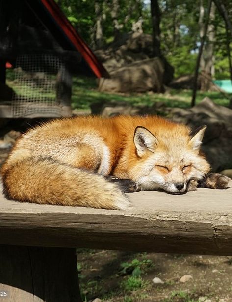 Fox Lying Down, Fox Laying Down, Fox Species, Fox Sleeping, Fox Pups, Fox Images, Fox Pictures, Fox Painting, Pet Fox