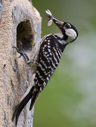 The endangered Red Cockaded Woodpecker loves NC forests. Dismal Swamp, Bog Witch, Homeschooling Science, Types Of Forests, Spotted Woodpecker, Northern Flicker, Downy Woodpecker, American States, Oak Forest